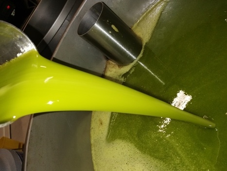 El sector productor y almazarero aspira conseguir un diferencial de 600 euros/tonelada entre sus virgen extra estándar y los lampantes  | OLIVE NEWS | Scoop.it