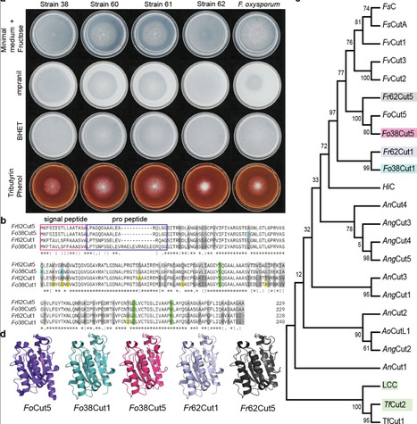Heterologous expression and characterization of...
