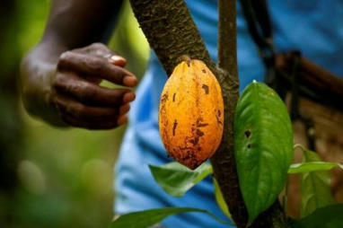 Cacao : la 5ème conférence mondiale s’ouvre sous le signe de la durabilité et du revenu des producteurs | Questions de développement ... | Scoop.it
