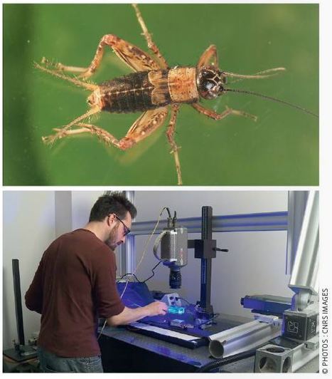 Insectes, la physique du petit | Variétés entomologiques | Scoop.it