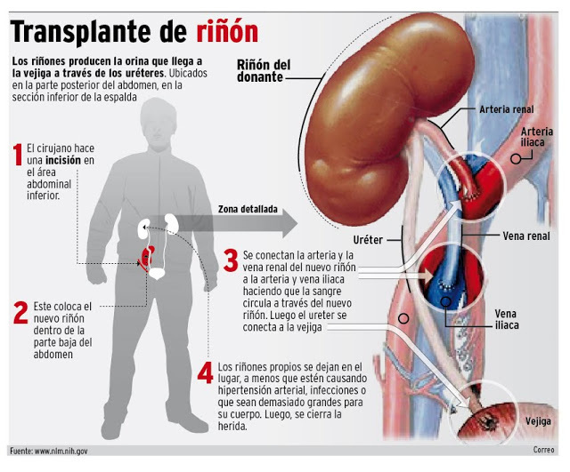 Se puede regenerar el riñon