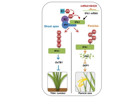 Tissue-specific Ubiquitination by IPA1 INTERACTING PROTEIN 1 Modulates IPA1 Protein Levels to Regulate Plant Architecture in Rice | The Plant Cell | Scoop.it
