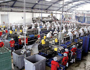 Sharp decline in fish exports - FIS | Coastal Restoration | Scoop.it