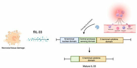 Gastrointestinal Disorders | Free Full-Text | Role of IL-33/ST2 Pathway in Inflammatory Bowel Disease: An Overview and Future Perspectives | Mucosal Immunity | Scoop.it