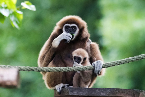 Genug von der Touristenflut - News Reisen: St&auml;dtereisen - tagesanzeiger.ch | Tourisme Durable - Slow | Scoop.it
