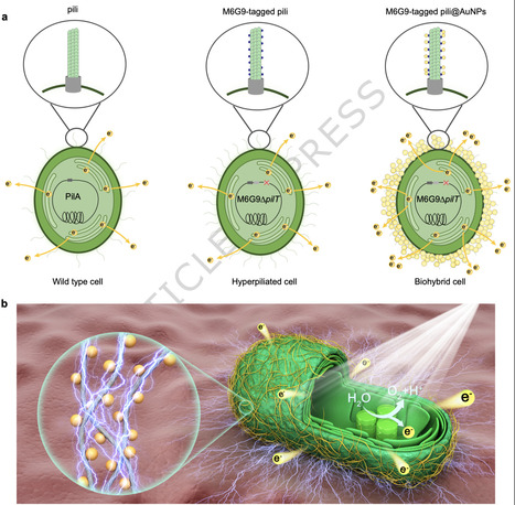 Engineered conductive pili enable high-efficiency photosynthetic electron extraction in biophotovoltaics | Ncm | RMH | Scoop.it