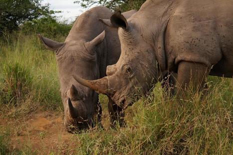 Putting a conservation finger on the internet's pulse  | Boîte à outils numériques | Scoop.it