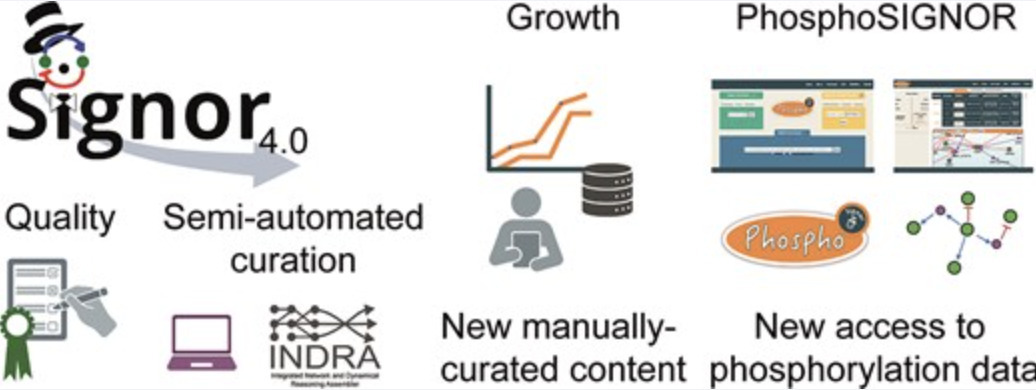 SIGNOR 4.0: the 2025 update with focus on phosp...