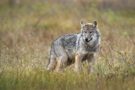 Un loup gris aperçu dans les Landes, une première depuis un siècle | Landes | Scoop.it