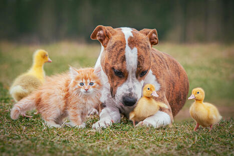 J&auml;ttik&ouml; el&auml;in l&auml;htem&auml;tt&ouml;m&auml;n j&auml;ljen syd&auml;meesi? Kerro tarinanne | Apu | 1Uutiset - Lukemisen t&auml;hden | Scoop.it