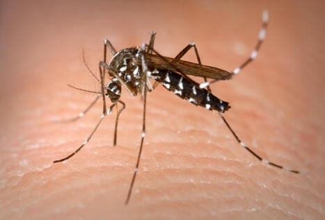 Chikungunya : 31 contaminations en France hexagonale | Toxique, soyons vigilant ! | Scoop.it