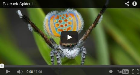 L Incroyable Danse Nuptiale De L Araigne