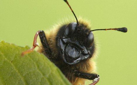 Le salon Insectopia de retour à Leffrinckoucke (59) ce week-end | Variétés entomologiques | Scoop.it