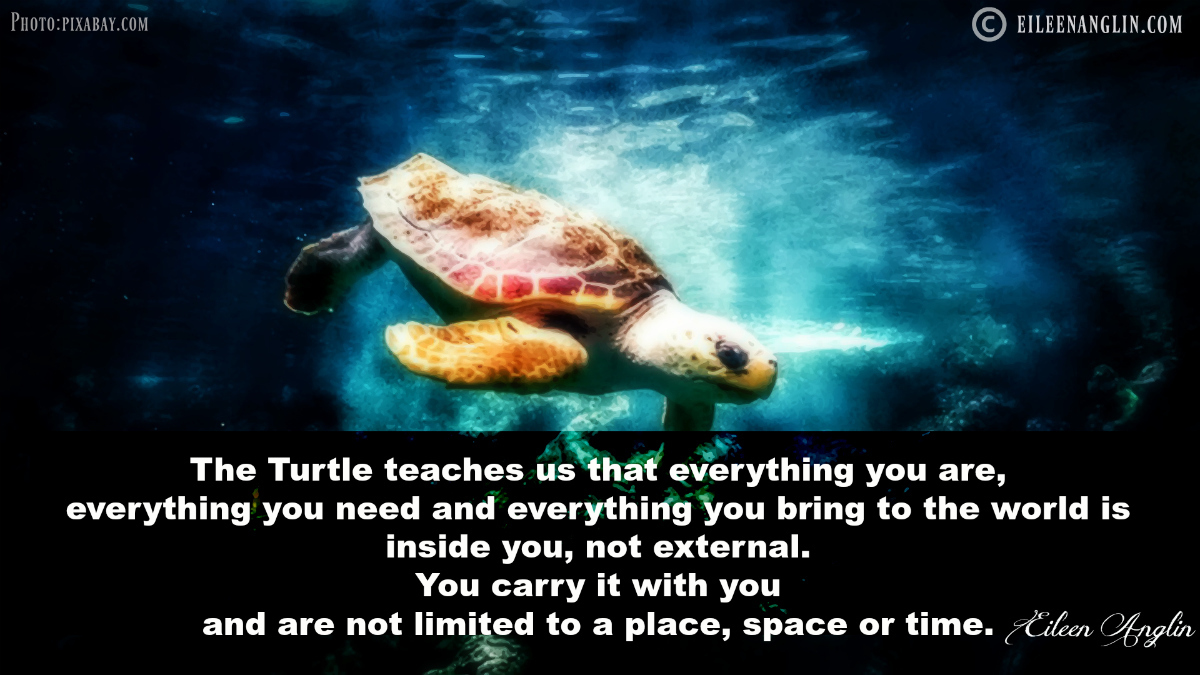 Turtle Spirit | Quotes and Affirmations | Scoo...