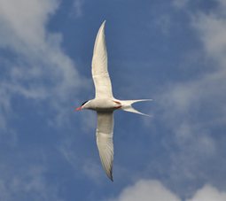 Toute la lumière sur la migration des oiseaux | Biodiversité | Scoop.it