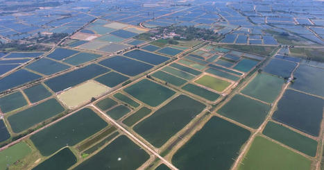 BLUE FOODS face significant risks from climate change&nbsp; | CIHEAM Press Review | Scoop.it