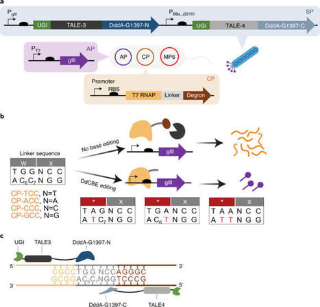 CRISPR-free base editors with enhanced activity and expanded targeting scope in mitochondrial and nuclear DNA - Nature Biotech | TAL effector science | Scoop.it