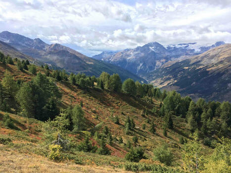 La diversité fantôme, ou « dark diversity », révèle l’impact mondial des activités humaines sur l’érosion de la biodiversité | EntomoNews | Scoop.it