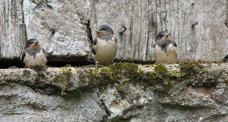 Volons au secours des hirondelles et des martinets - LPO | Biodiversité | Scoop.it