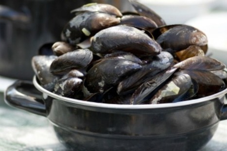 Dutch want their mussels free from micro-plastic litter, call on EU to act | OUR OCEANS NEED US | Scoop.it