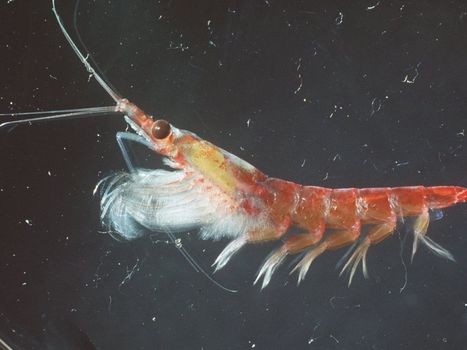 Le krill est capable de décomposer les microplastiques, mais cela ne sauvera pas les océans / Krill found to break down microplastics – but it won't save the oceans | EntomoNews | Scoop.it