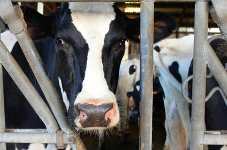L’État soutient le développement de la filière bovine à La Réunion | Actualité Bétail | Scoop.it