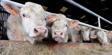 L'accord de libre-échange entre UE et USA, générateur de malbouffe? | Paysage - Agriculture | Scoop.it