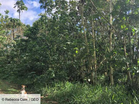 COSTA RICA : la pulpe de caf&eacute; pour r&eacute;g&eacute;n&eacute;rer les for&ecirc;ts | AM&Eacute;RIQUES | Scoop.it