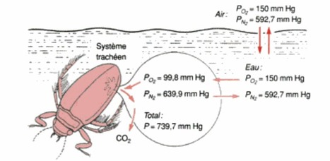 29 - Un TP, un article: Trachée n'est pas jouer | EntomoScience | Scoop.it