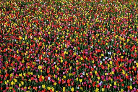 tulip festival + fuji = COLOR! | VanEarl Photography | Fujifilm X Series APS C sensor camera | Scoop.it