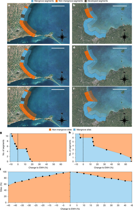 Global mangrove distribution on the open coast is controlled by waves | &Eacute;cosyst&egrave;mes Tropicaux | Scoop.it