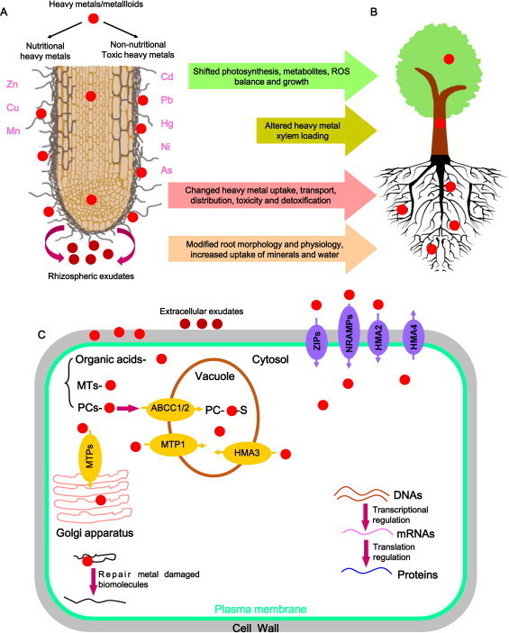 The role of ectomycorrhizas in heavy metal stre&hellip;