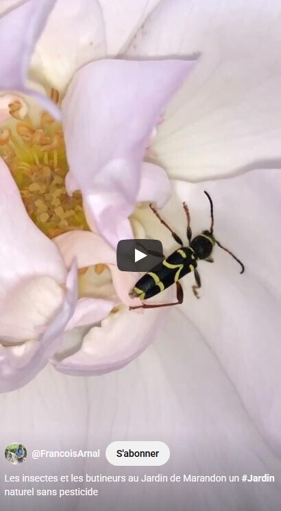 Les insectes et les butineurs au Jardin de Marandon un #Jardin naturel… | François Arnal | Les Colocs du jardin | Scoop.it
