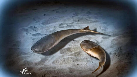 When the oceans died and life changed forever | Soggy Science | Scoop.it