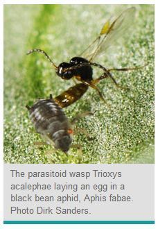 Reducing numbers of one carnivore species indirectly leads to extinction of others | Insect Archive | Scoop.it