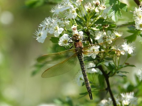 [Expo&Conférence] Voyage chez les libellules de l’agglomération lyonnaise | Variétés entomologiques | Scoop.it