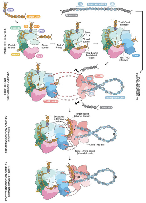 Structural basis of RNA-guided DNA integration by type I CRISPR-associated transposases | brvm | RMH | Scoop.it