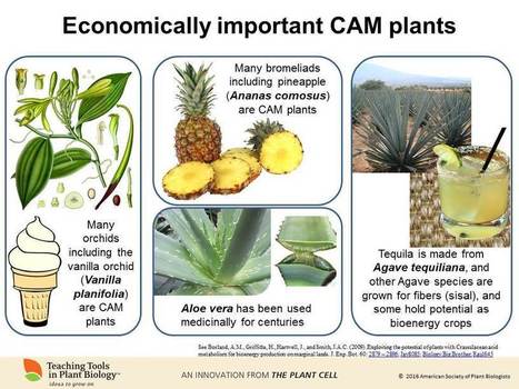 Newest Teaching Tool: Carbon-Fixing Reactions of Photosynthesis | The Plant Cell | Scoop.it