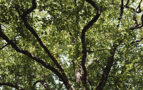 Canicules&nbsp;: Les for&ecirc;ts ont-elles &eacute;t&eacute; fragilis&eacute;es par les temp&eacute;ratures extr&ecirc;mes des derni&egrave;res canicules&nbsp;? 20 Minutes | Biodiversit&eacute; | Scoop.it