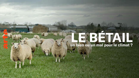 Roots - Le bétail, un bien ou un mal pour le climat ? - Regarder le documentaire complet | SCIENCES DE L' ANIMAL | Scoop.it