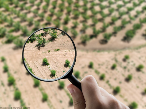 Upcoming IOC international webinar on OLEOTOURISM | CIHEAM Press Review | Scoop.it