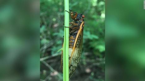'Zombie cicadas' under the influence of a mind controlling fungus have returned to West Virginia | Strange days indeed... | Scoop.it