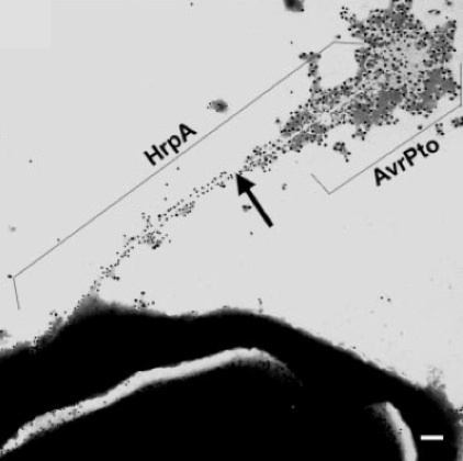 Role of the Hrp Pilus in Type III Protein Secretion in Pseudomonas syringae. Science (2001) | Host Translocation of Plant Pathogen Effectors | Scoop.it