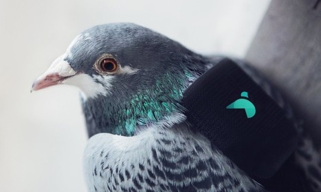 Twitter and Paris’ Plume Labs launch pigeons with air pollution sensors over skies of London | cross pond high tech | Scoop.it