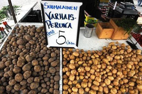 Varhaisperunoita voi jäädä mätänemään peltoon | 1Uutiset - Lukemisen tähden | Scoop.it