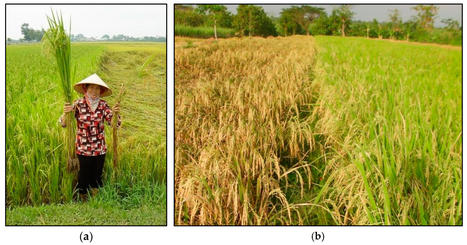 SRI 2.0 and Beyond: Sequencing the Protean Evolution of the System of Rice Intensification | SRI Global News ++ March - May 2025    System of Rice Intensification (SRI) | Scoop.it