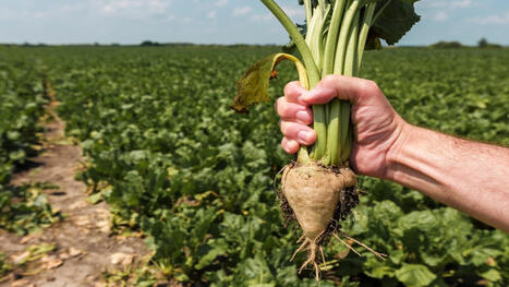 UZBEKISTAN: Nile Sugar to&nbsp;invest $450M in sugar&nbsp;beet&nbsp;farming and processing&nbsp;plant &nbsp; | ASIES | Scoop.it