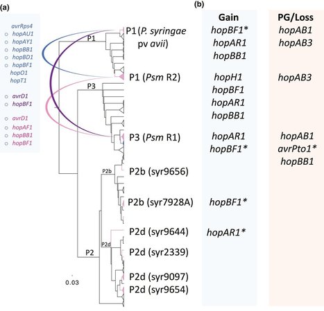 New Phytologist: Comparative genomics of Pseudomonas syringae reveals convergent gene gain and loss associated with specialization onto cherry (Prunus avium) (2018) | Plant Pathogenomics | Scoop.it