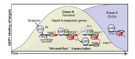 PNAS: Hit-and-run transcriptional control by bZIP1 mediates rapid nutrient signaling in Arabidopsis | SEED-DREAM Lab info | Scoop.it