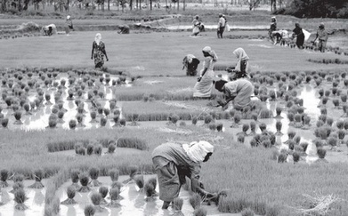 Film on traditional paddy savers | The Asian Food Gazette. | Scoop.it